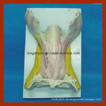 Menschliche Anatomie Zunge Muskel Modell